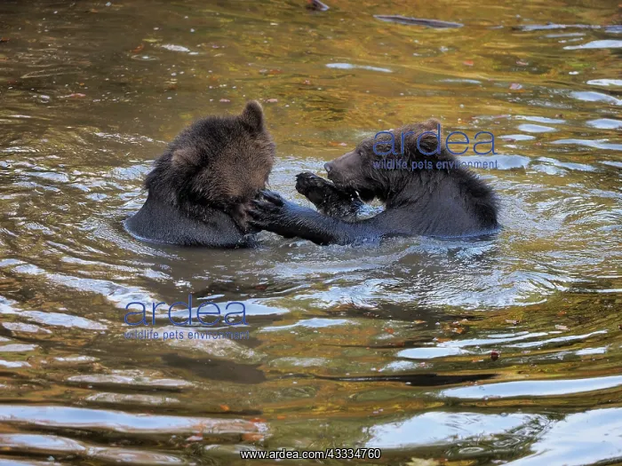: 80200433 Brown Bear - young playing in water - controlled : 80200433 Brown Bear - young playing in water - controlled