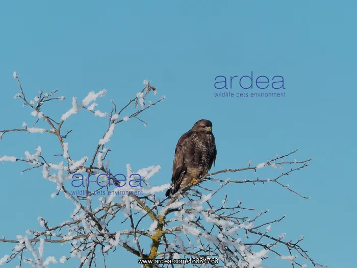 : 80200434 Buzzard - in snow covered tree Germany : 80200434 Buzzard - in snow covered tree Germany