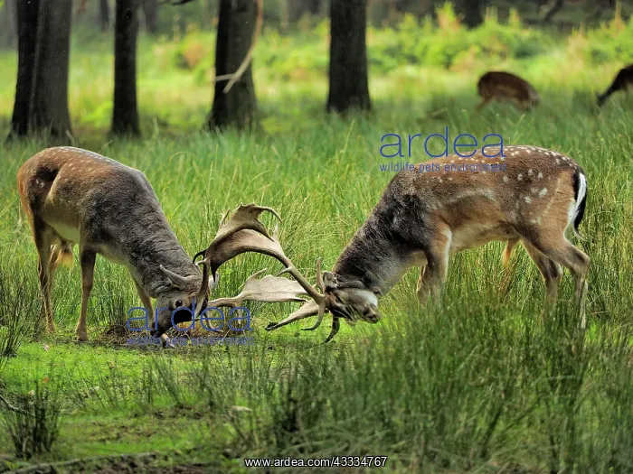 : 80200435 Fallow Deer - fighting in rutting season : 80200435 Fallow Deer - fighting in rutting season