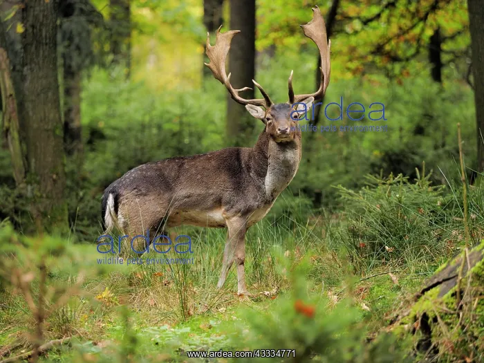 : 80200436 Fallow Deer - buck in autumn forest Germany : 80200436 Fallow Deer - buck in autumn forest Germany