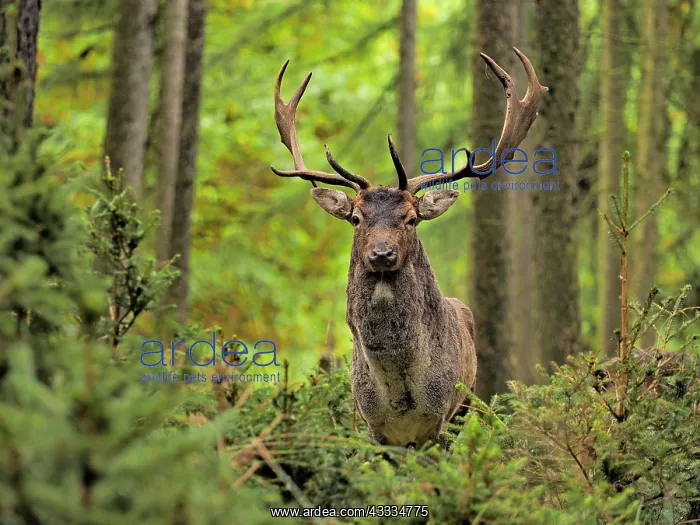 : 80200437 Fallow Deer - buck in autumn forest Germany : 80200437 Fallow Deer - buck in autumn forest Germany