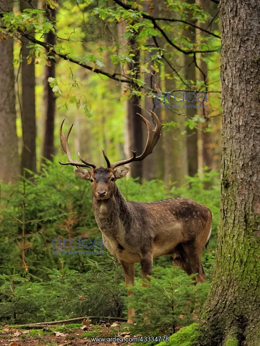 : 80200438 Fallow Deer - buck in autumn forest Germany : 80200438 Fallow Deer - buck in autumn forest Germany