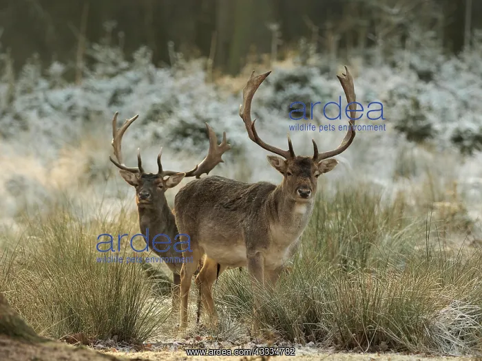 : 80200439 Fallow Deer - two bucks standing at the : 80200439 Fallow Deer - two bucks standing at the
