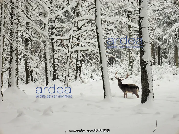  : 80200440 Fallow Deer - buck in snow covered forest