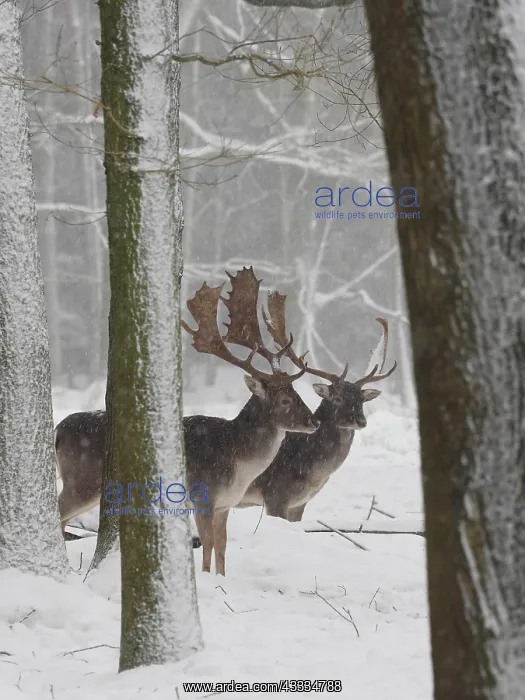 : 80200441 Fallow Deer - bucks in snow covered forest : 80200441 Fallow Deer - bucks in snow covered forest