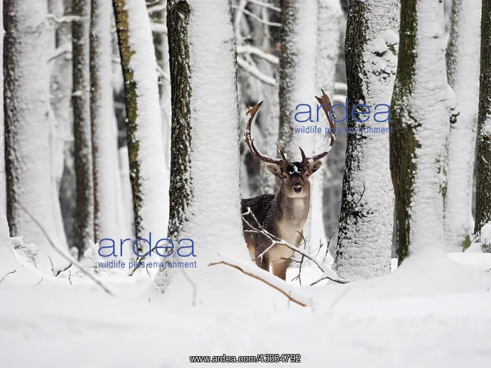  : 80200442 Fallow Deer - buck in snow covered forest