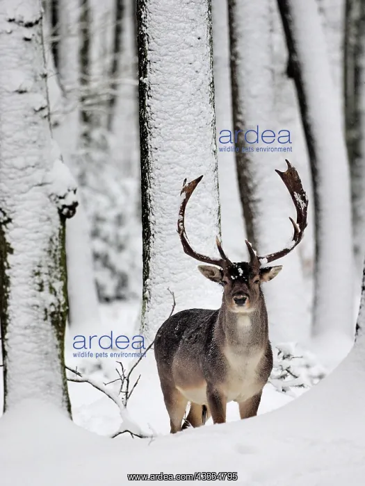 : 80200443 Fallow Deer - buck in snow covered forest : 80200443 Fallow Deer - buck in snow covered forest