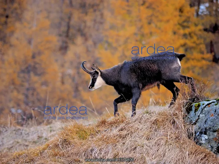 : 80200452 Chamois Gran Paradiso National Park, Italy : 80200452 Chamois Gran Paradiso National Park, Italy