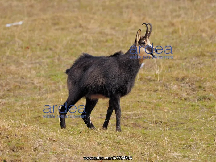 : 80200453 Chamois Gran Paradiso National Park, Italy : 80200453 Chamois Gran Paradiso National Park, Italy