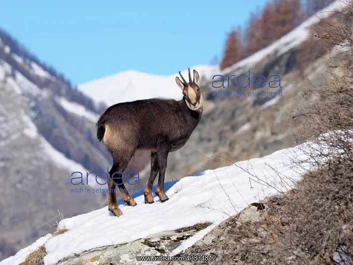 : 80200455 Chamois - in snow Gran Paradiso National : 80200455 Chamois - in snow Gran Paradiso National