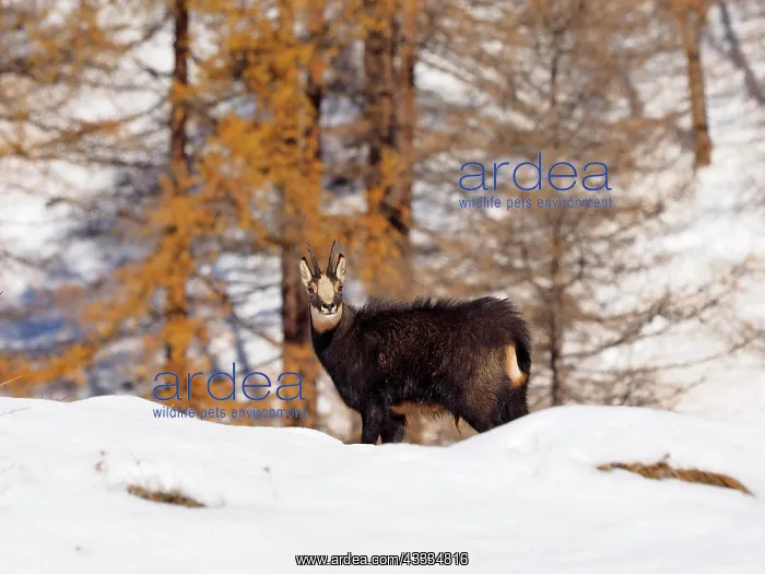 : 80200456 Chamois - in snow Gran Paradiso National : 80200456 Chamois - in snow Gran Paradiso National
