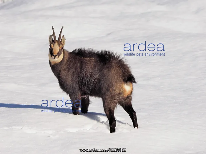: 80200457 Chamois - in snow Gran Paradiso National : 80200457 Chamois - in snow Gran Paradiso National