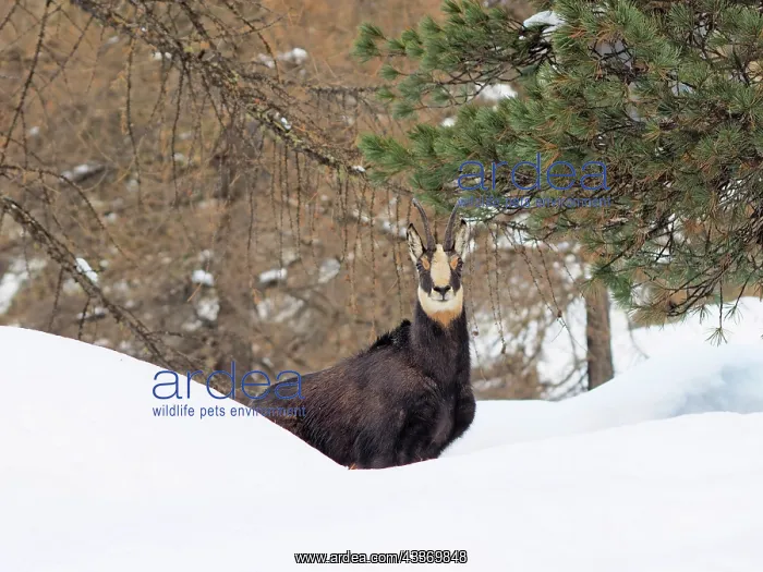 : 80200458 Chamois - in snow Gran Paradiso National : 80200458 Chamois - in snow Gran Paradiso National