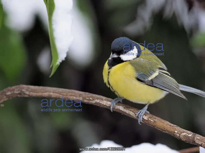 : 80200459 Great Tit - on branch in winter snow Germany : 80200459 Great Tit - on branch in winter snow Germany