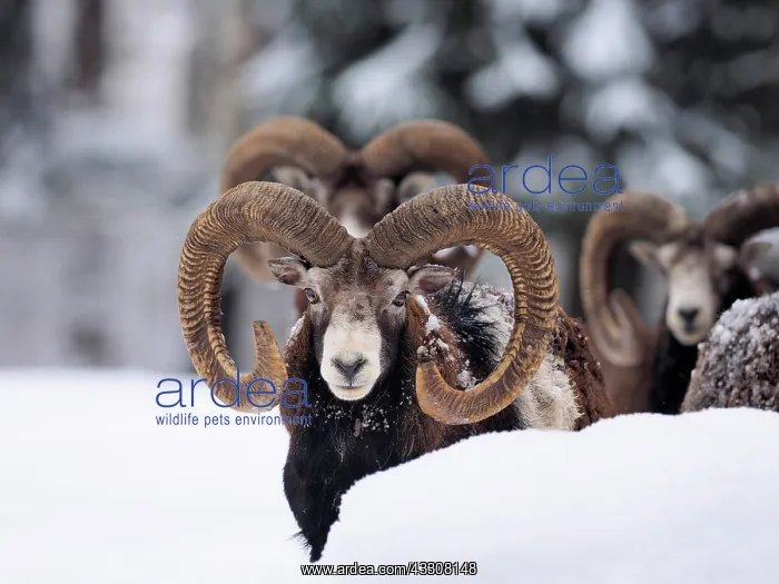 : 80200460 European Mouflon - rams in snow Germany : 80200460 European Mouflon - rams in snow Germany