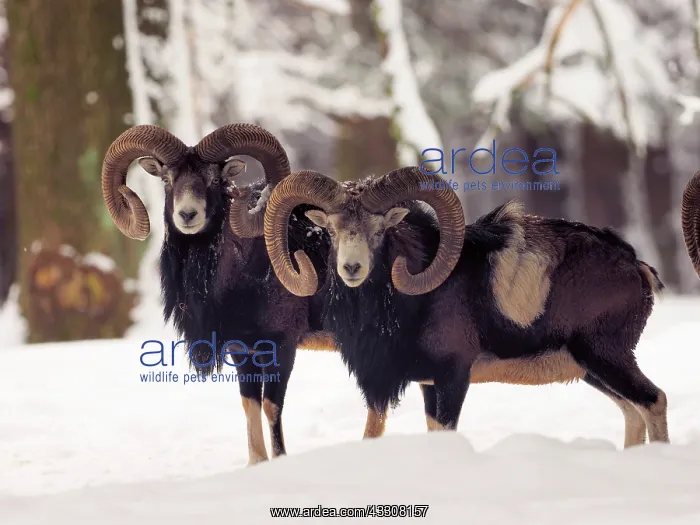 : 80200461 European Mouflon - rams in snow Germany : 80200461 European Mouflon - rams in snow Germany