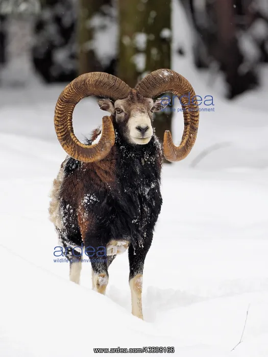 : 80200462 European Mouflon - ram in snow Germany : 80200462 European Mouflon - ram in snow Germany