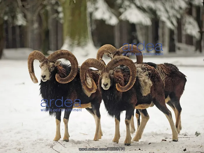 : 80200463 European Mouflon - rams in snow Germany : 80200463 European Mouflon - rams in snow Germany