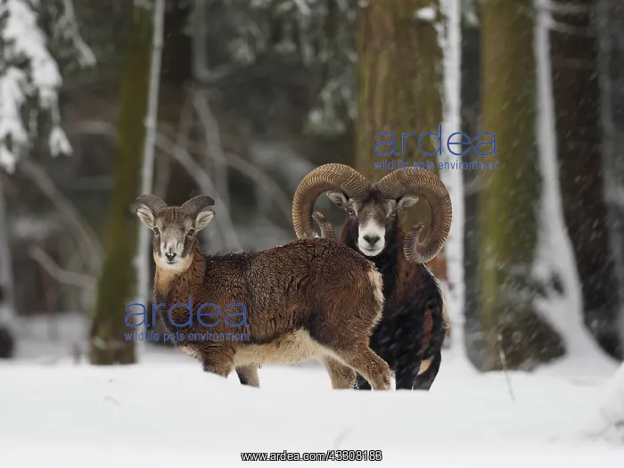 : 80200464 European Mouflon - ram and ewe in snow : 80200464 European Mouflon - ram and ewe in snow