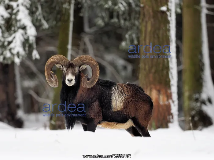 : 80200465 European Mouflon - ram in snow Germany : 80200465 European Mouflon - ram in snow Germany
