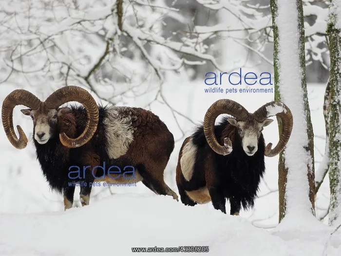 : 80200466 European Mouflon - rams in snow Germany : 80200466 European Mouflon - rams in snow Germany