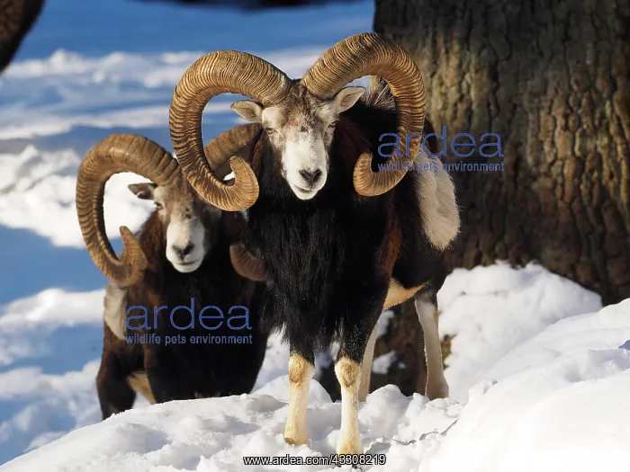 : 80200467 European Mouflon - rams in snow Germany : 80200467 European Mouflon - rams in snow Germany