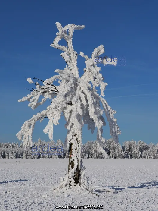 : 80200468 Tree - covered with white frost Ore Mountains : 80200468 Tree - covered with white frost Ore Mountains