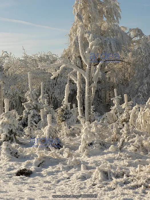 : 80200469 Trees - covered in snow Ore Mountains : 80200469 Trees - covered in snow Ore Mountains