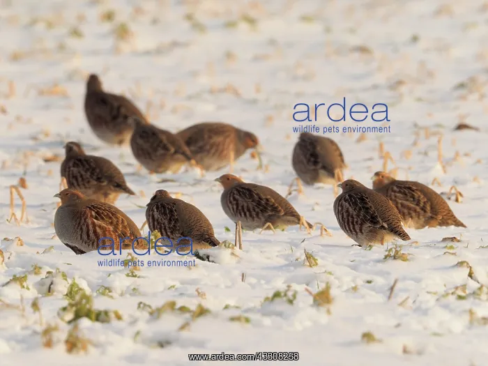 : 80200470 Grey Partridge - group sitting in snow : 80200470 Grey Partridge - group sitting in snow