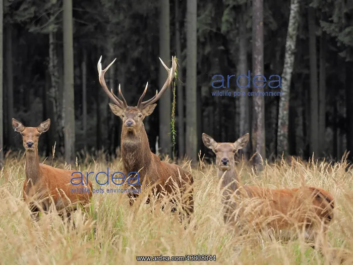: 80200479 Red Deer - stag with hinds at forests edge : 80200479 Red Deer - stag with hinds at forests edge