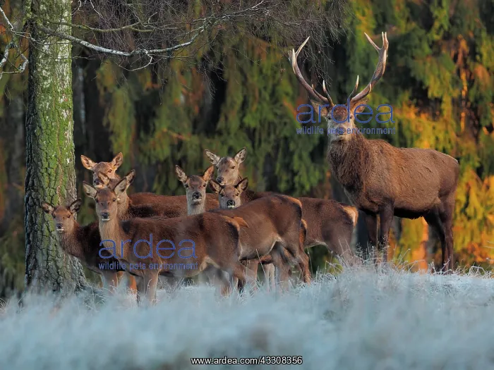 : 80200480 Red Deer - stag with hinds at forests edge : 80200480 Red Deer - stag with hinds at forests edge
