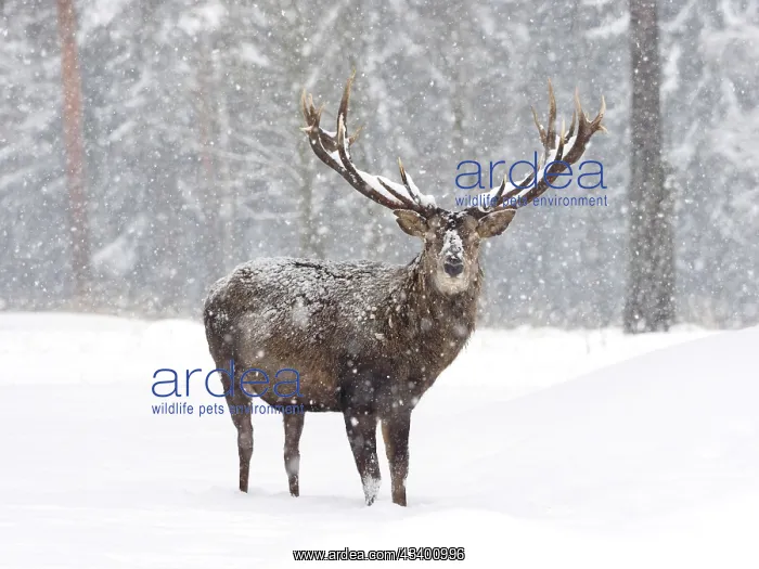  : 80200481 Red Deer - stag standing at edge of forest