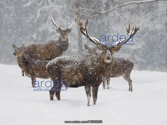 : 80200483 Red Deer - stags and hinds standing at : 80200483 Red Deer - stags and hinds standing at