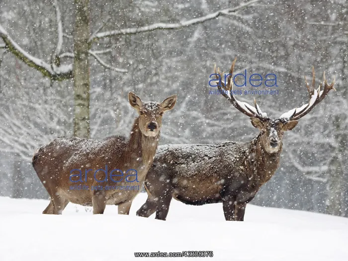 : 80200484 Red Deer - stag and hinds standing at forest : 80200484 Red Deer - stag and hinds standing at forest