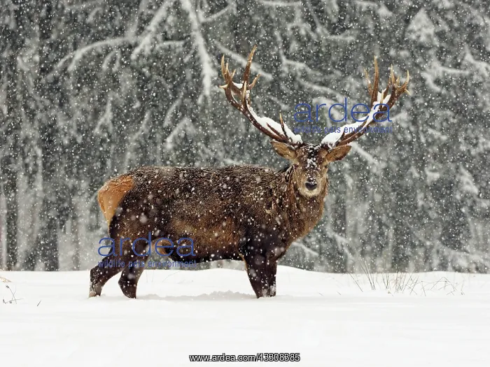 : 80200485 Red Deer - stag standing at edge of forest : 80200485 Red Deer - stag standing at edge of forest