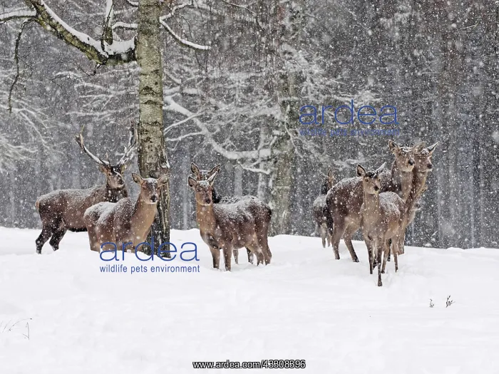 : 80200486 Red Deer - stags and hinds standing at : 80200486 Red Deer - stags and hinds standing at