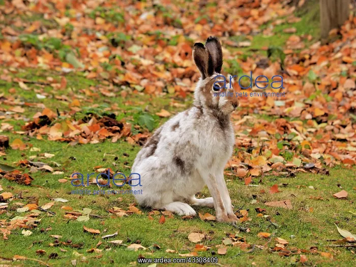 : 80200487 Alpine / Mountain Hare - changing color : 80200487 Alpine / Mountain Hare - changing color