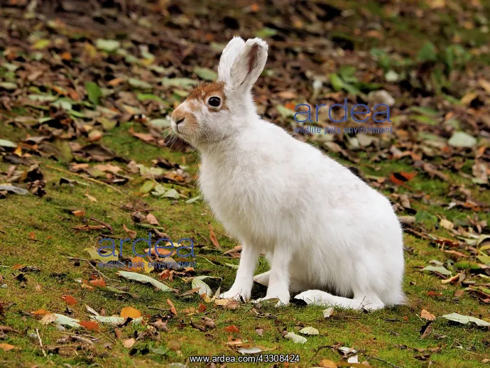 : 80200488 Alpine / Mountain Hare - changing color : 80200488 Alpine / Mountain Hare - changing color