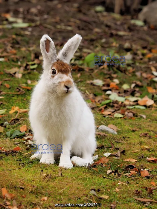 : 80200489 Alpine / Mountain Hare - changing color : 80200489 Alpine / Mountain Hare - changing color