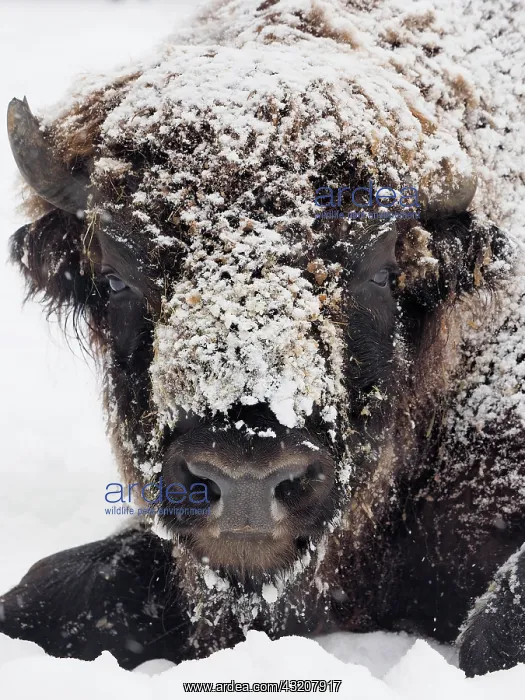 : 80200490 European Bison - bull close up covered : 80200490 European Bison - bull close up covered