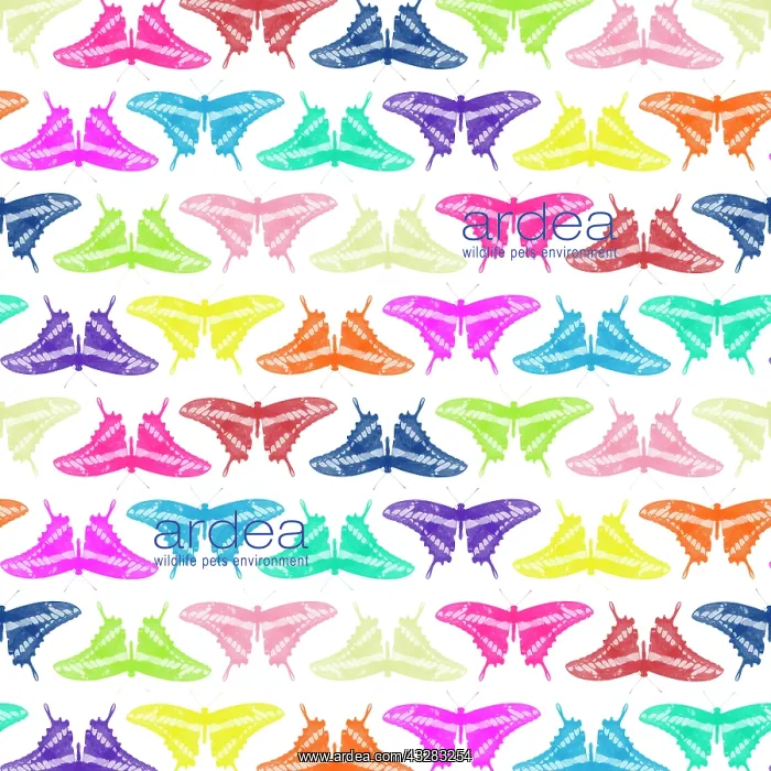 : 80200493 King Swallowtail Butterfly - multi-coloured : 80200493 King Swallowtail Butterfly - multi-coloured