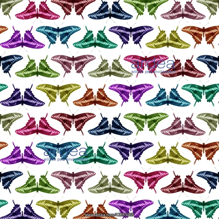 : 80200494 King Swallowtail Butterfly - multi-coloured : 80200494 King Swallowtail Butterfly - multi-coloured