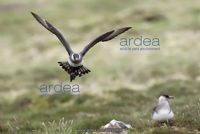 : 80200496 Arctic Skua / Parasitic Jaeger - in flight : 80200496 Arctic Skua / Parasitic Jaeger - in flight