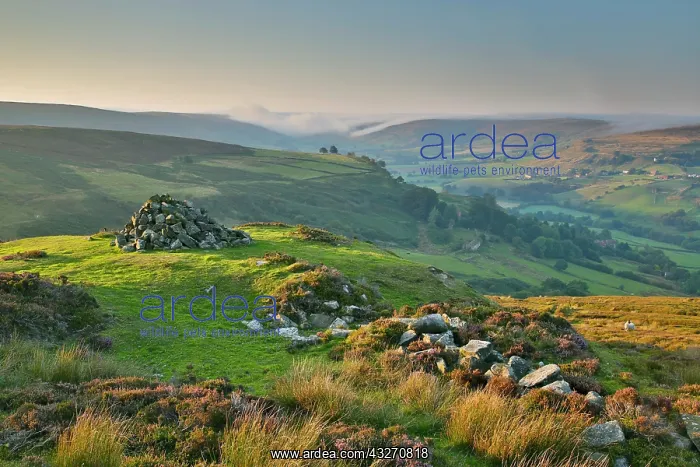  : 80200498 Bank Top - Rosedale Abbey Yorkshire, UK