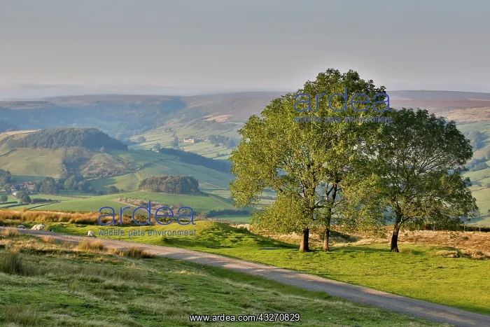 : 80200499 Bank Top - Rosedale Abbey Yorkshire, UK : 80200499 Bank Top - Rosedale Abbey Yorkshire, UK