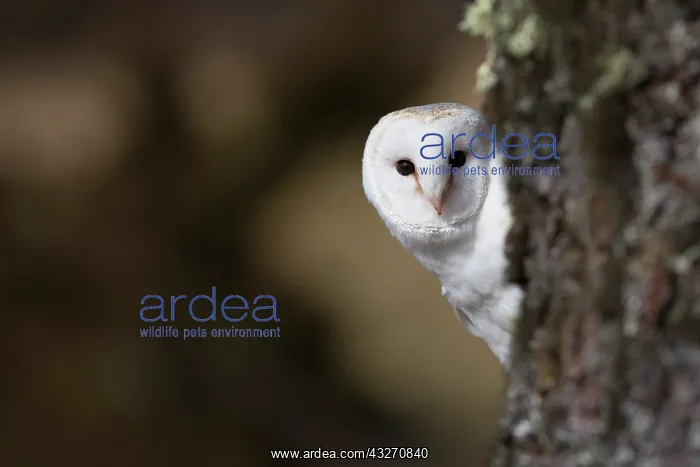 : 80200500 Barn Owl - appearing from behind tree Scotland : 80200500 Barn Owl - appearing from behind tree Scotland