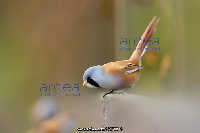 : 80200501 Bearded Tit / Reedling - male Somerset : 80200501 Bearded Tit / Reedling - male Somerset