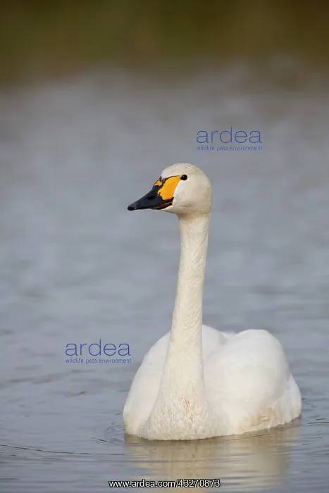 : 80200503 Bewick Swan Cornwall, UK Cygnus columbianus : 80200503 Bewick Swan Cornwall, UK Cygnus columbianus