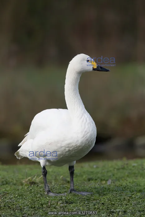 : 80200504 Bewick Swan Somerset, UK Cygnus columbianus : 80200504 Bewick Swan Somerset, UK Cygnus columbianus