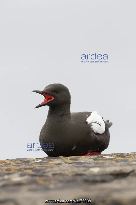 : 80200506 Black Guillemot - calling Orkney, Scotland : 80200506 Black Guillemot - calling Orkney, Scotland
